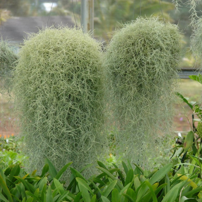 Spanish Moss (Tillandsia usneoides) Air Plant