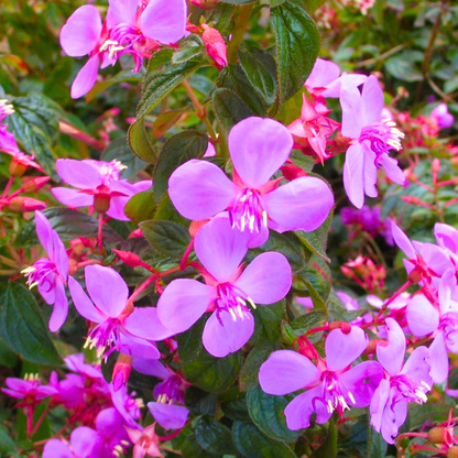 Spanish Shawl (Heterocentron elegans) All Time Flowering Live Plant