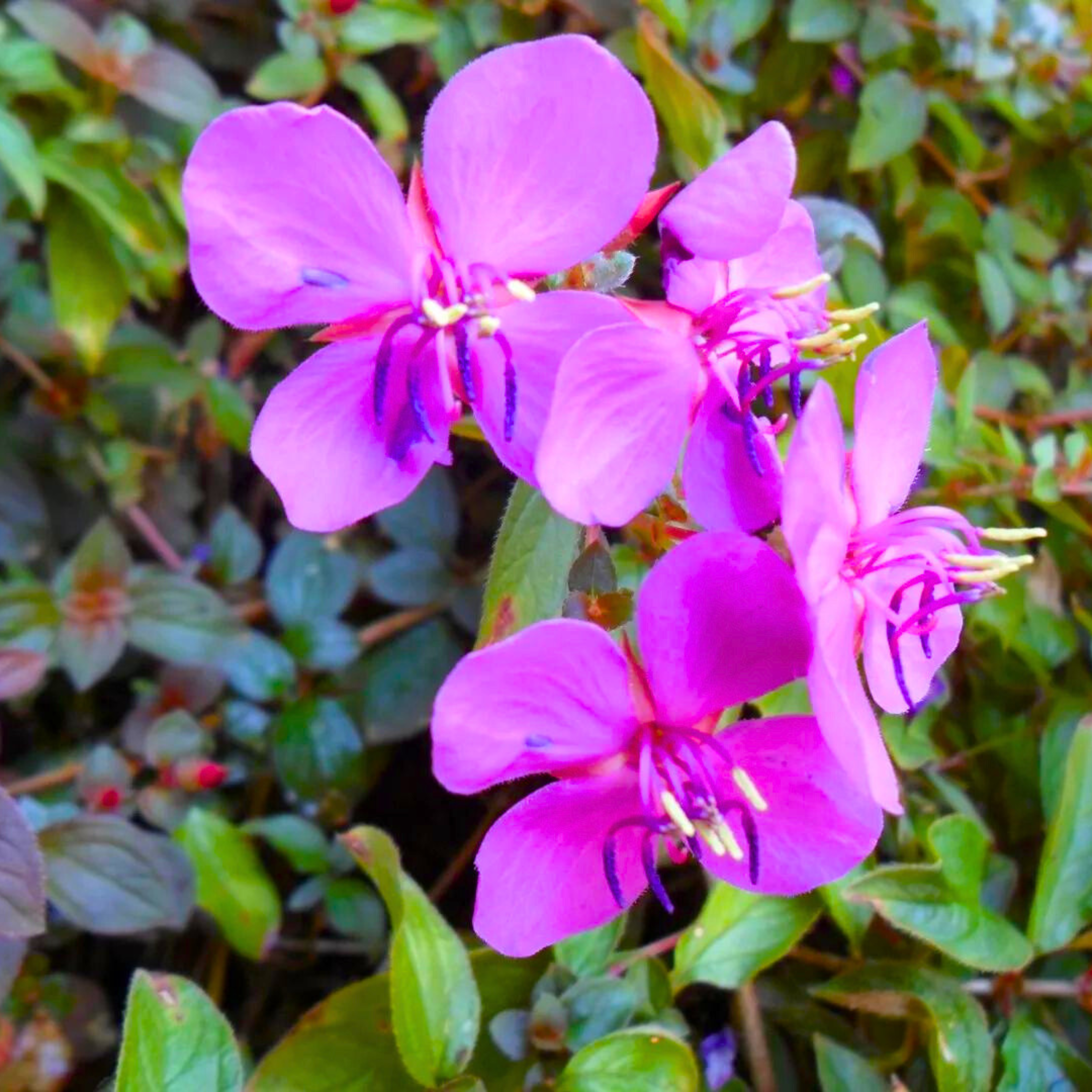 Spanish Shawl (Heterocentron elegans) All Time Flowering Live Plant