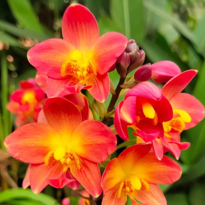 Spathoglottis plicata Red Ground Orchid