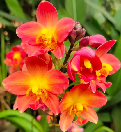 Spathoglottis plicata Red Ground Orchid