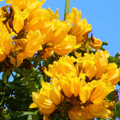 Spathodea Campanulata Yellow (African tulip tree) Live Plant