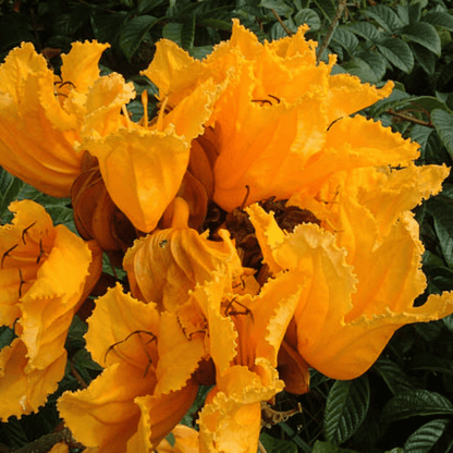 Spathodea Campanulata Yellow (African tulip tree) Live Plant