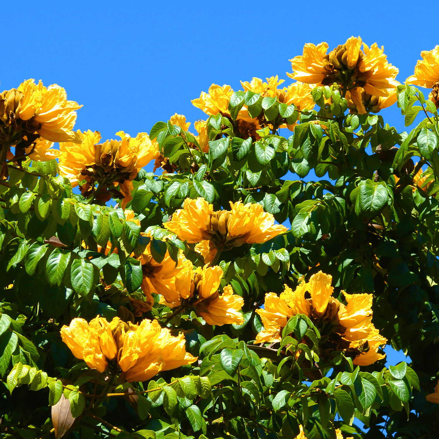 Spathodea Campanulata Yellow (African tulip tree) Live Plant