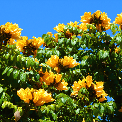 Spathodea Campanulata Yellow (African tulip tree) Live Plant