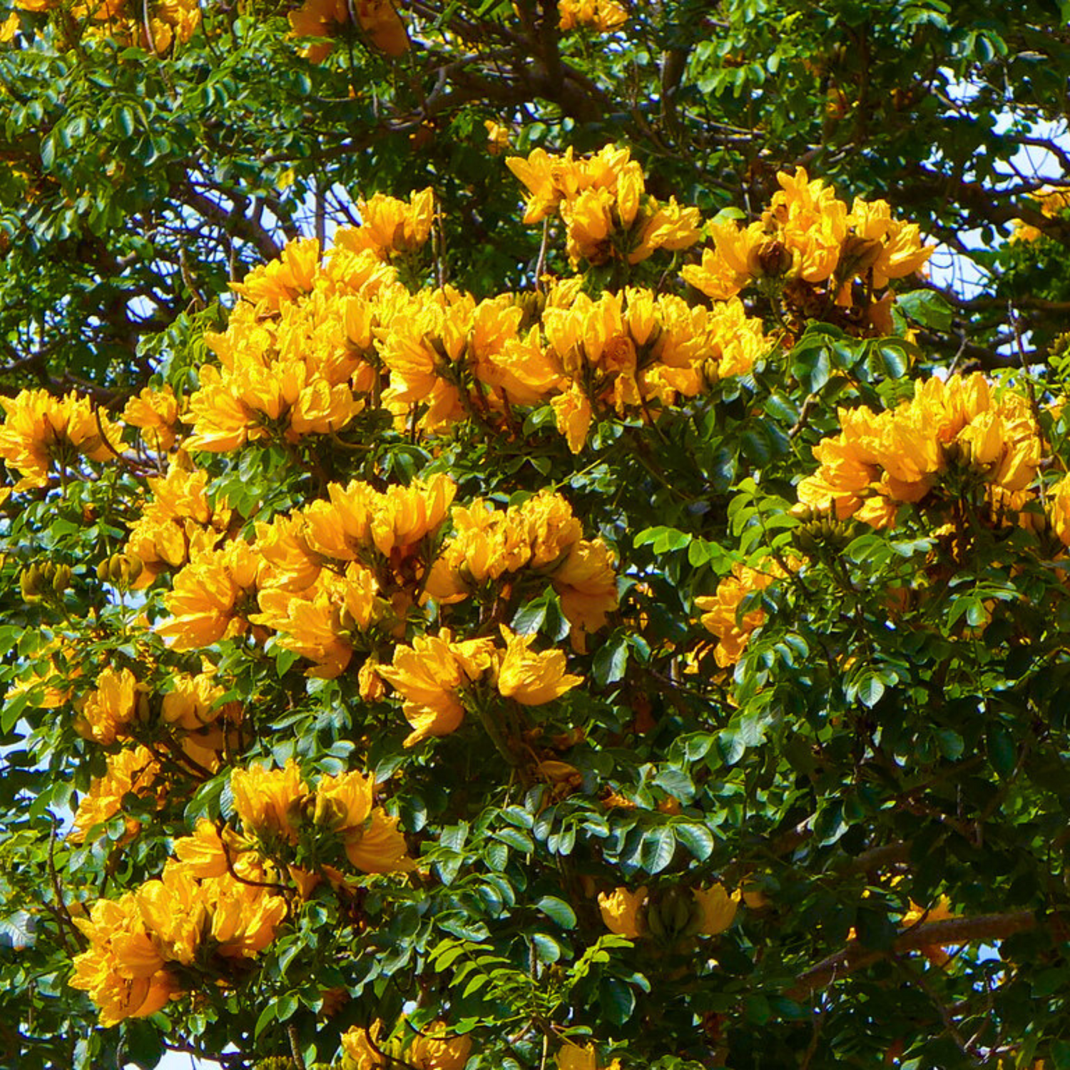 Spathodea Campanulata Yellow (African tulip tree) Live Plant