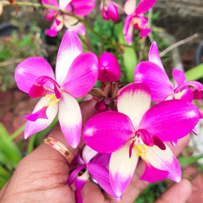 Spathoglottis plicata White and Pink Ground Orchid