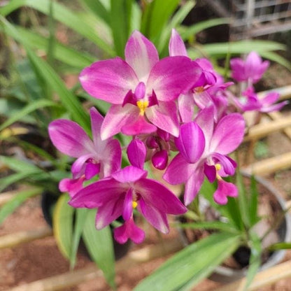 Spathoglottis plicata White and Pink Ground Orchid