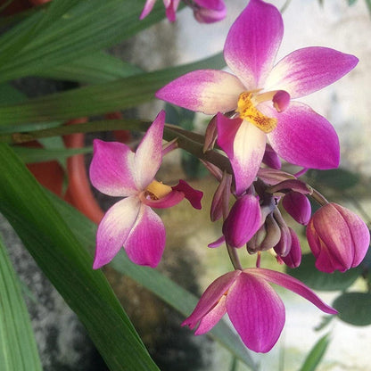 Spathoglottis plicata White and Pink Ground Orchid