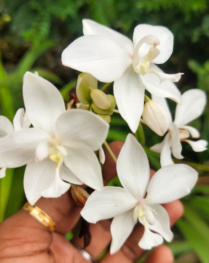 Spathoglottis plicata White Ground Orchid