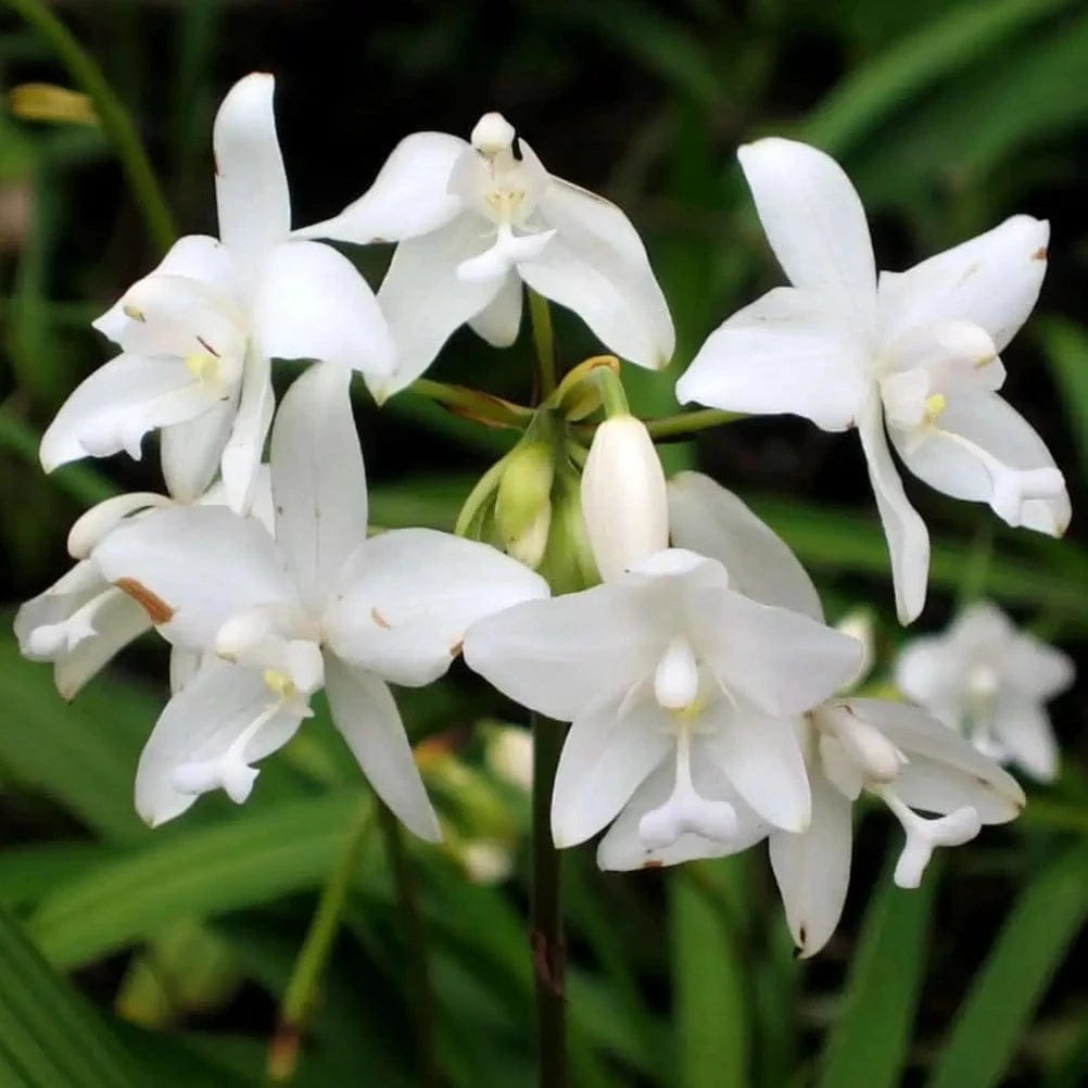 Spathoglottis plicata White Ground Orchid