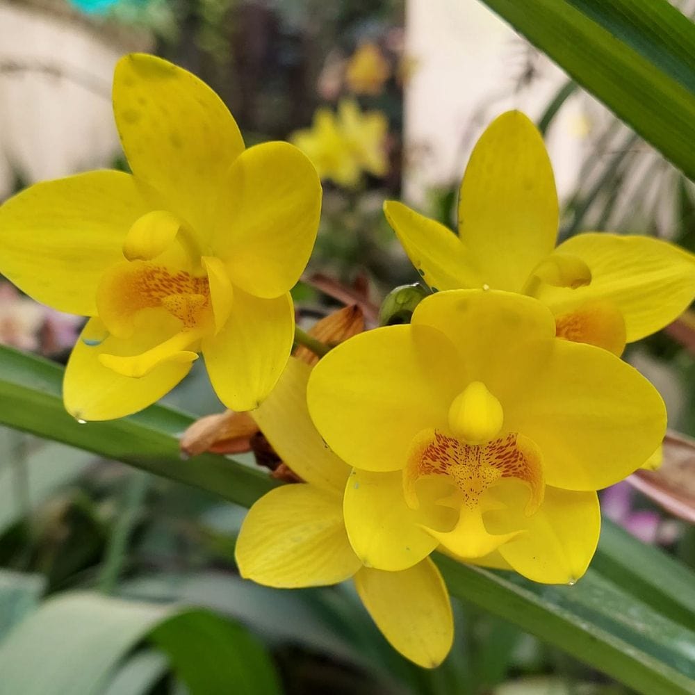 Spathoglottis plicata Yellow Ground Orchid