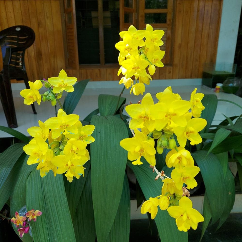 Spathoglottis plicata Yellow Ground Orchid