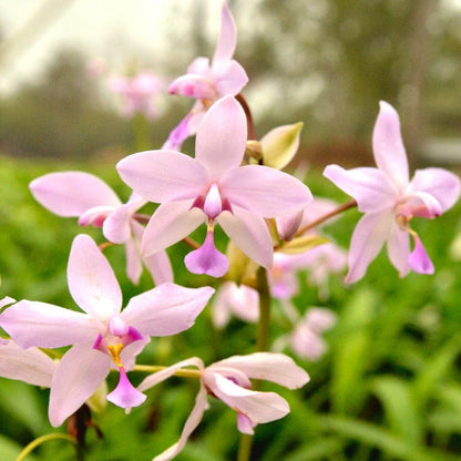 Spathoglottis plicata Pink Ground Orchid