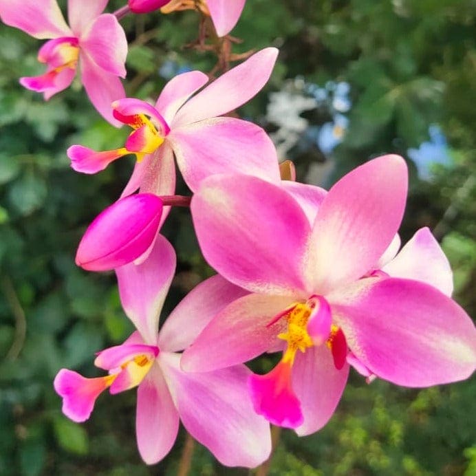 Spathoglottis plicata Giant Pink Ground Orchid