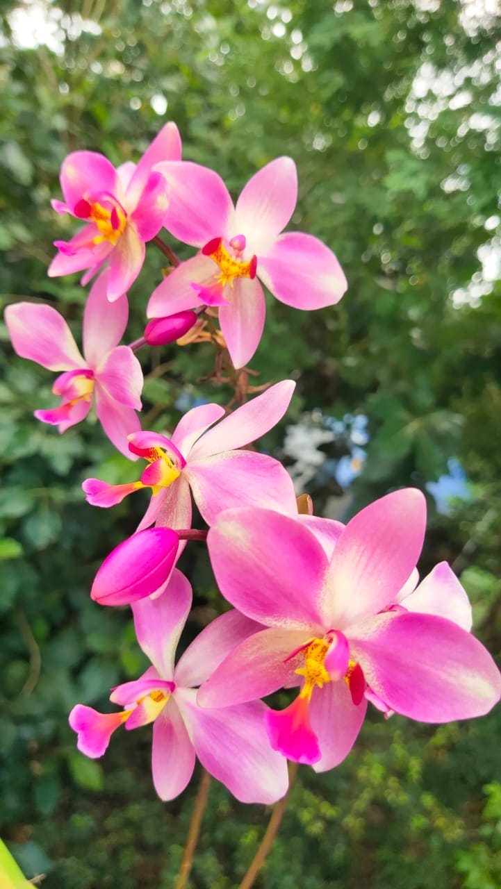 Spathoglottis plicata Giant Pink Ground Orchid