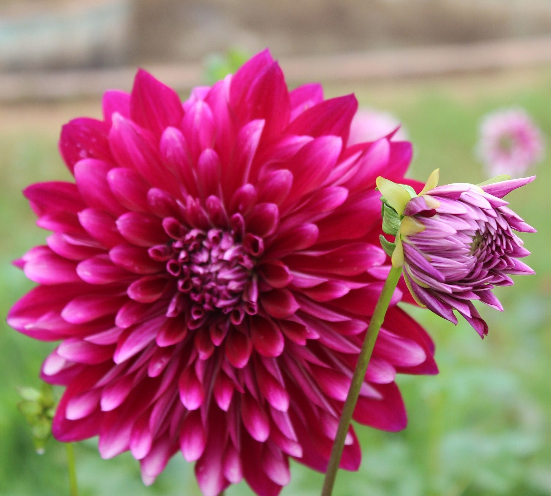 Dark Pink Dahlia Flowering Live Plant