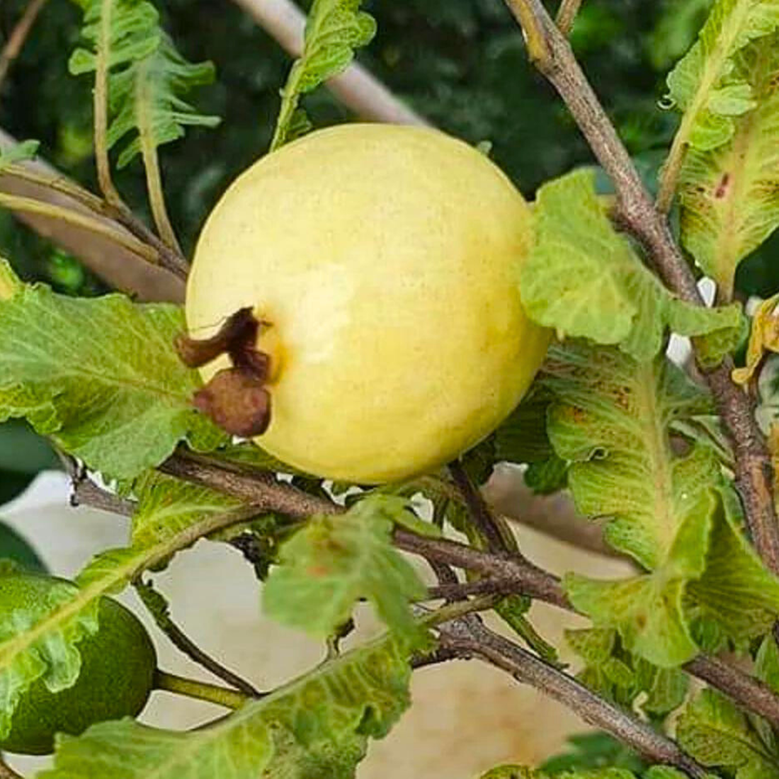 Spring Guava (Psidium guajava) Fruit Live Plant