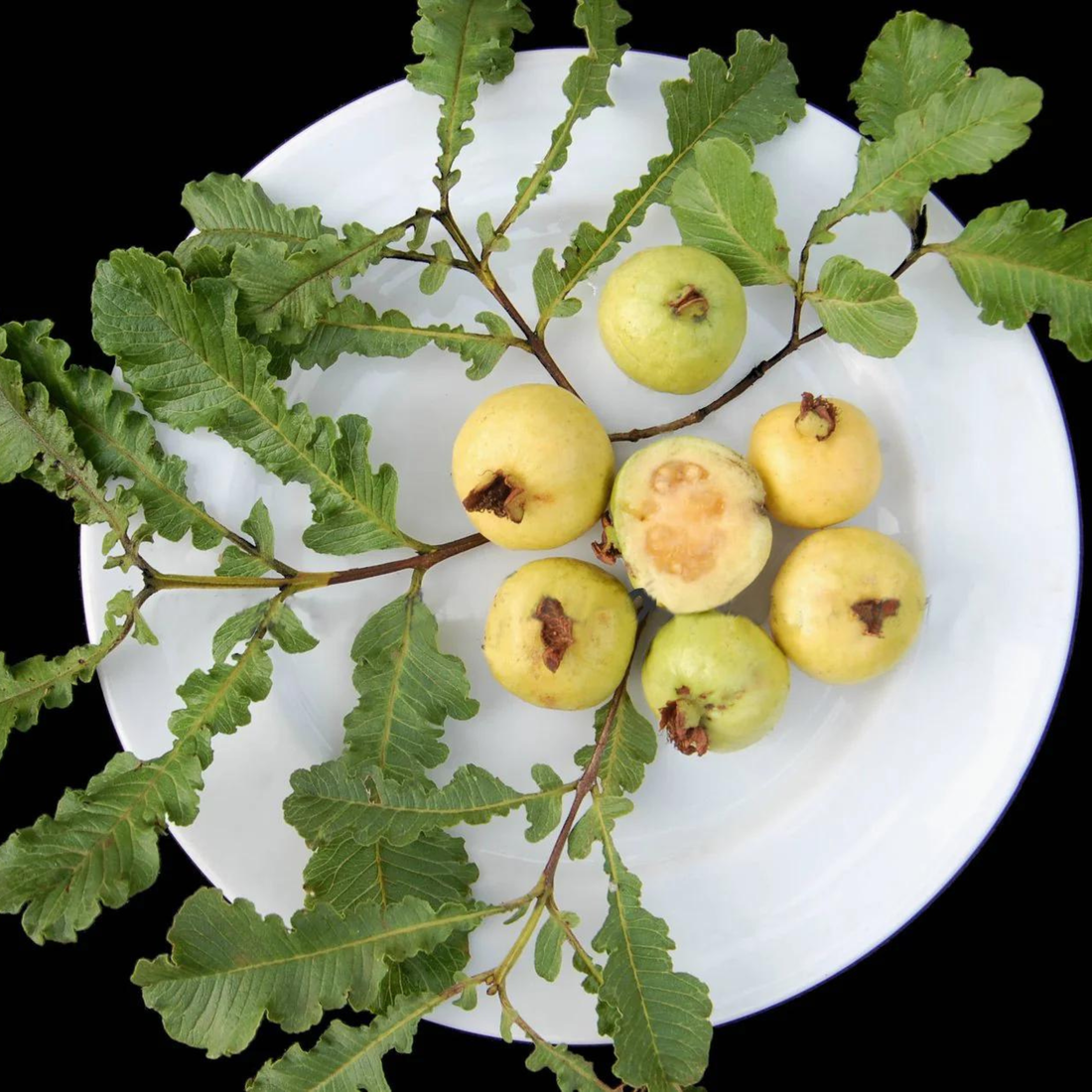 Spring Guava (Psidium guajava) Fruit Live Plant