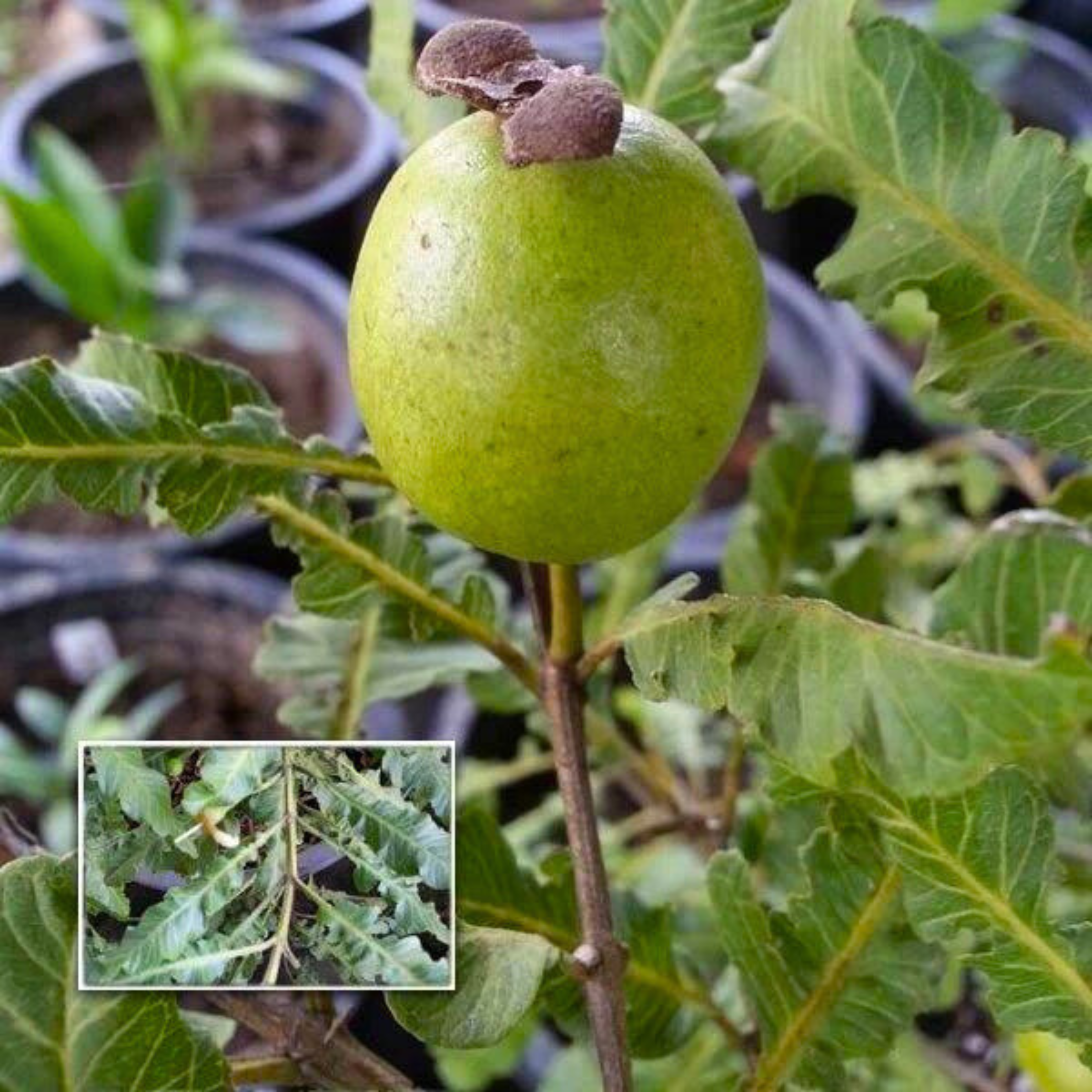 Spring Guava (Psidium guajava) Fruit Live Plant