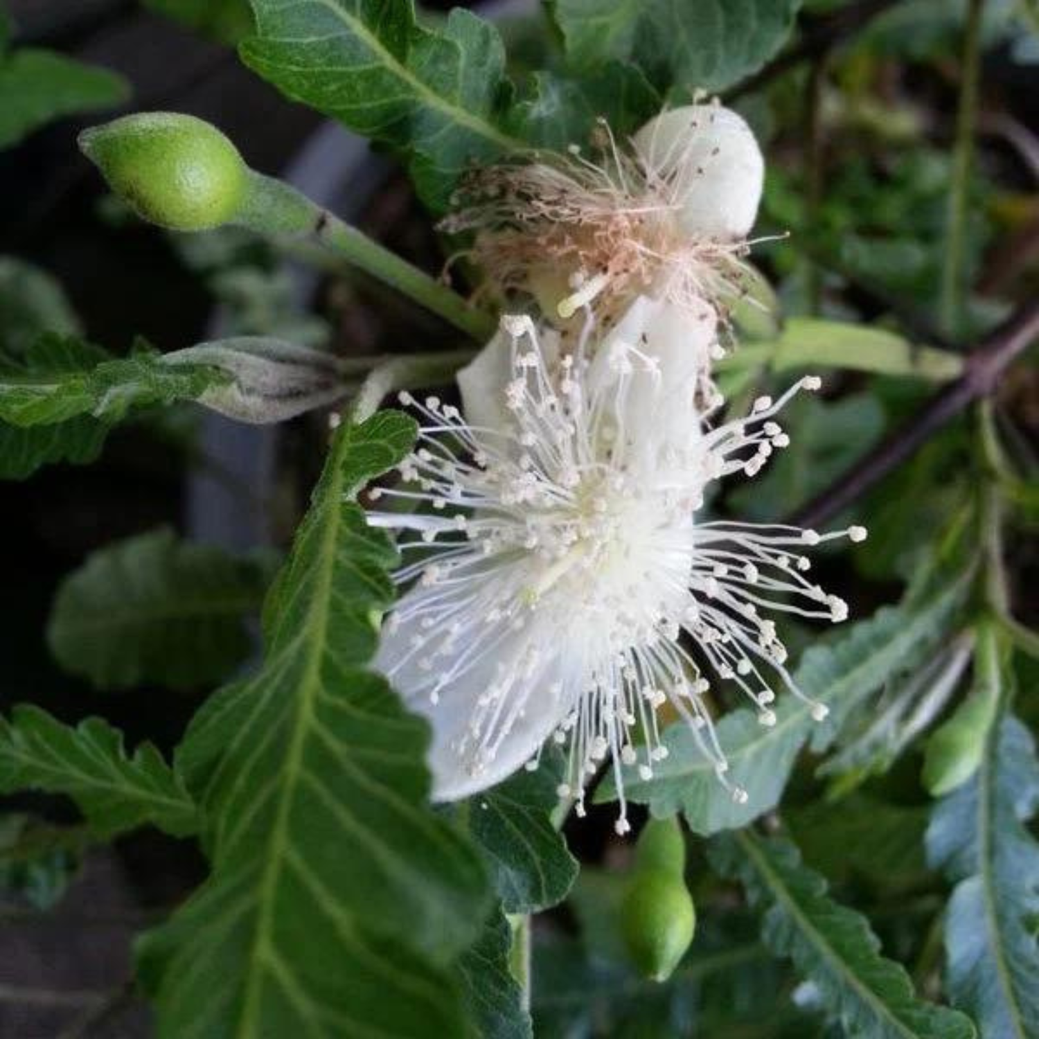 Spring Guava (Psidium guajava) Fruit Live Plant