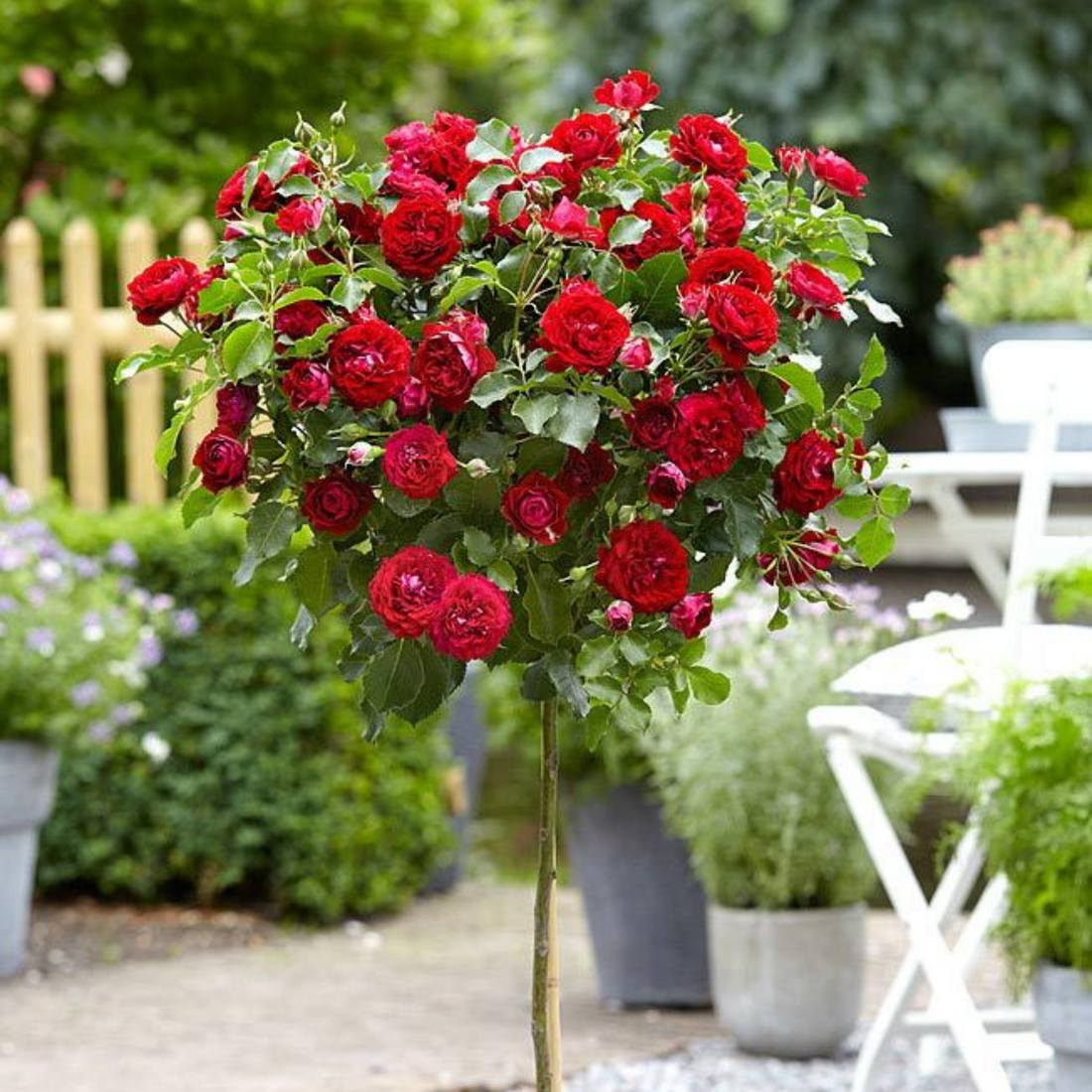 Standard Rose Red Grafted Live Plant
