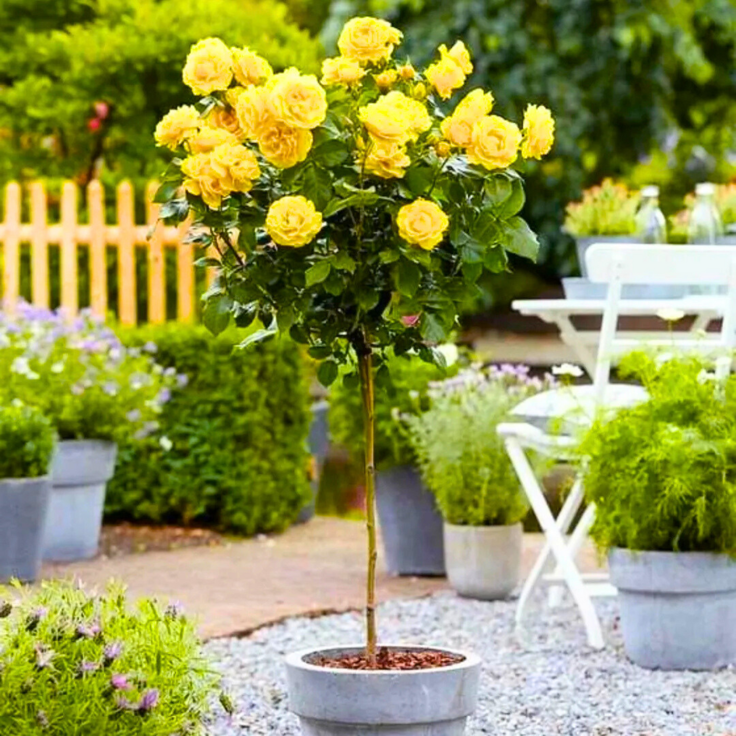 Standard Rose Yellow Grafted Rare Flowering Live Plant