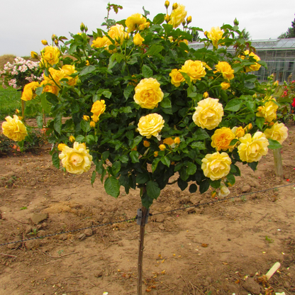 Standard Rose Yellow Grafted Rare Flowering Live Plant