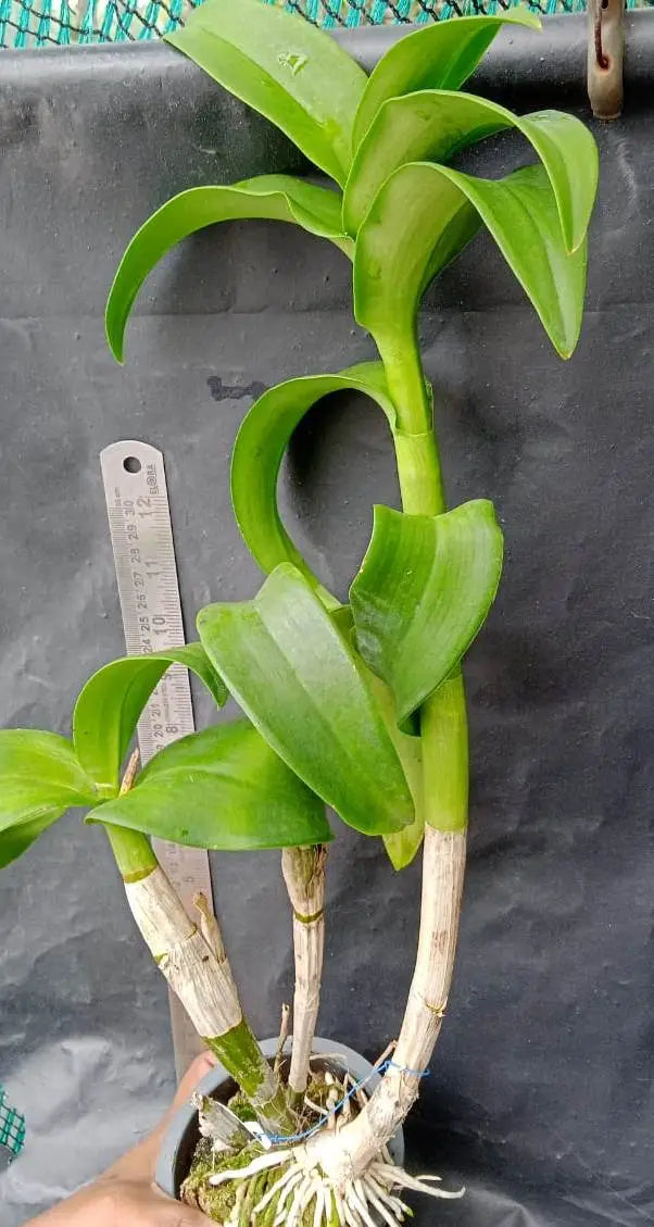 Dendrobium Star Bright Yellow (Blooming Size)