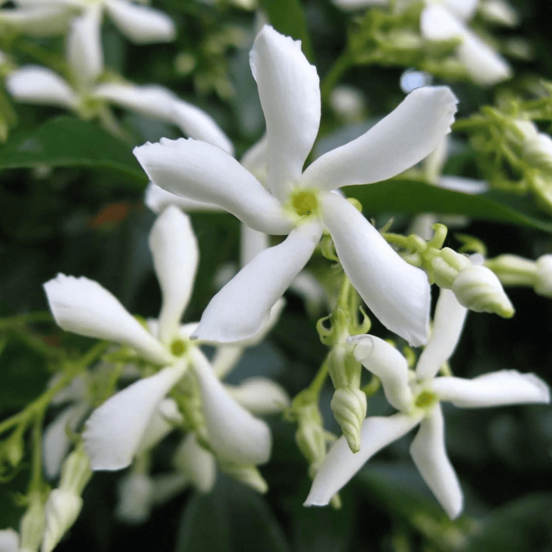 Star Jasmine (Trachelospermum jasminoides) Rare Flowering Live Plant