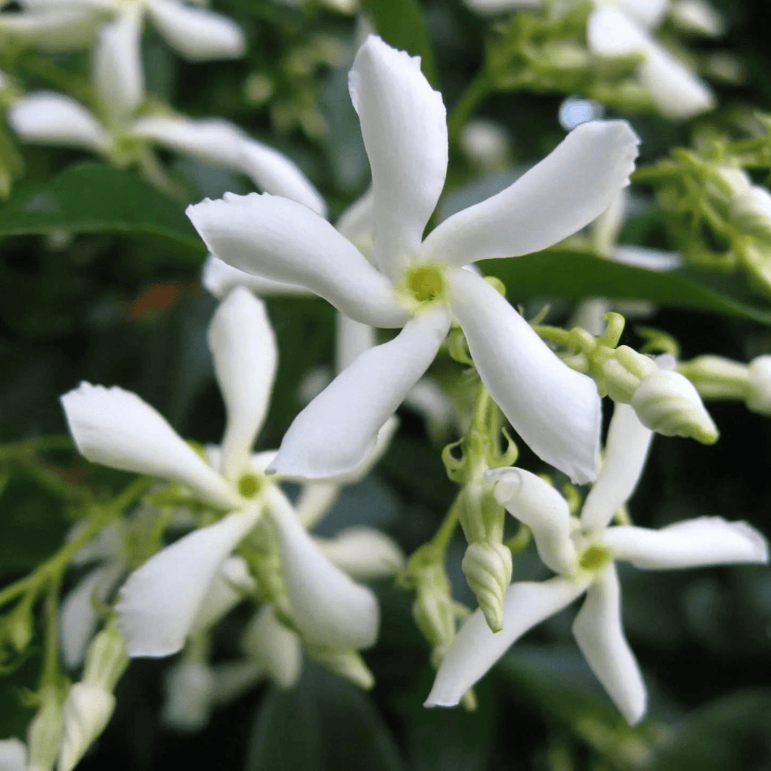 Star Jasmine (Trachelospermum jasminoides) Rare Flowering Live Plant