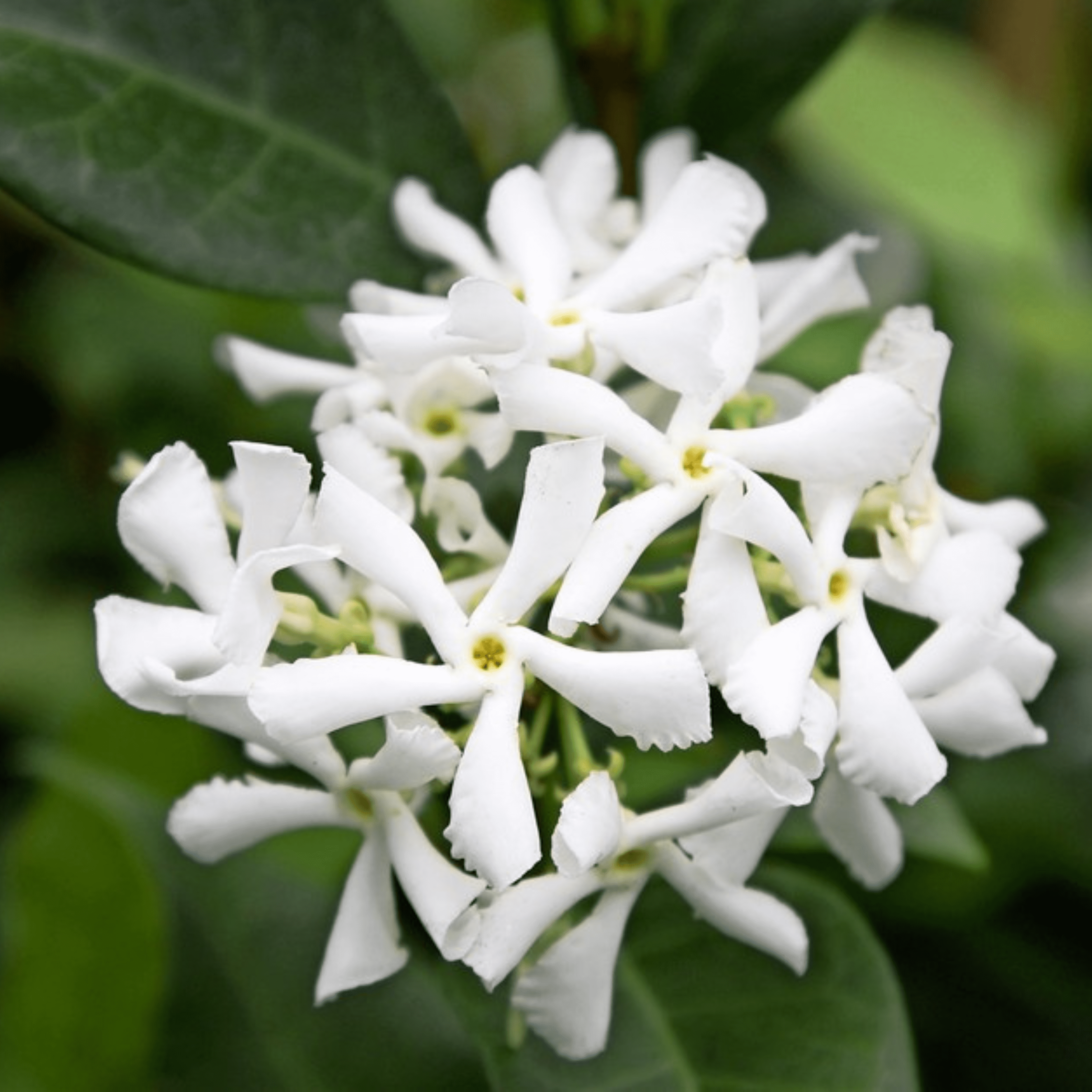 Star Jasmine (Trachelospermum jasminoides) Rare Flowering Live Plant