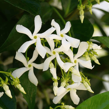 Star Jasmine (Trachelospermum jasminoides) Rare Flowering Live Plant