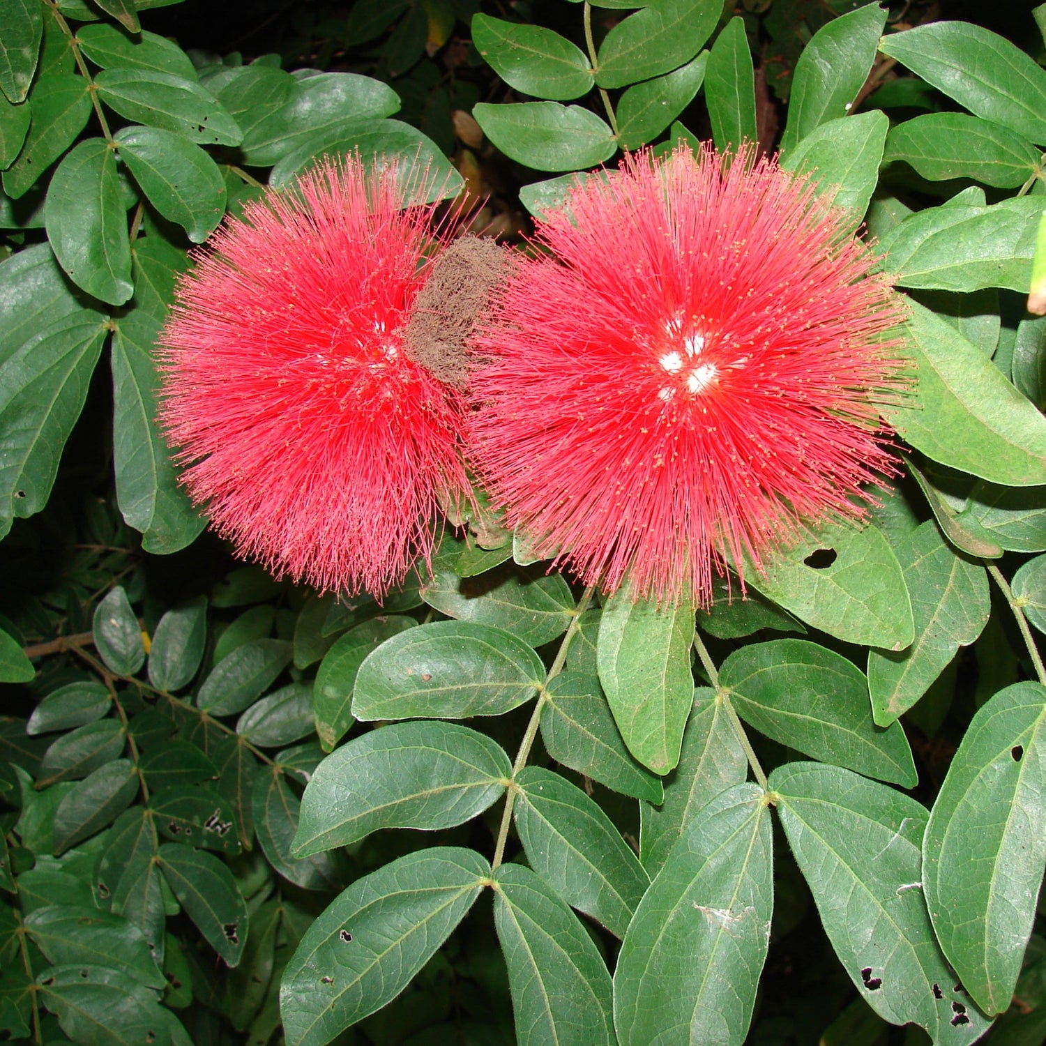 Calliandra Red (Calliandra haematocephala) All Time Flowering Live Plant