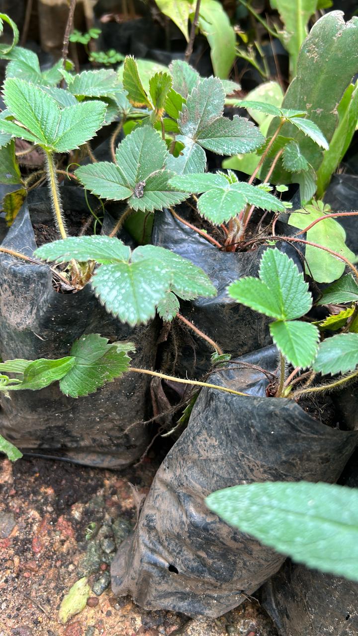 Strawberry Live Plant