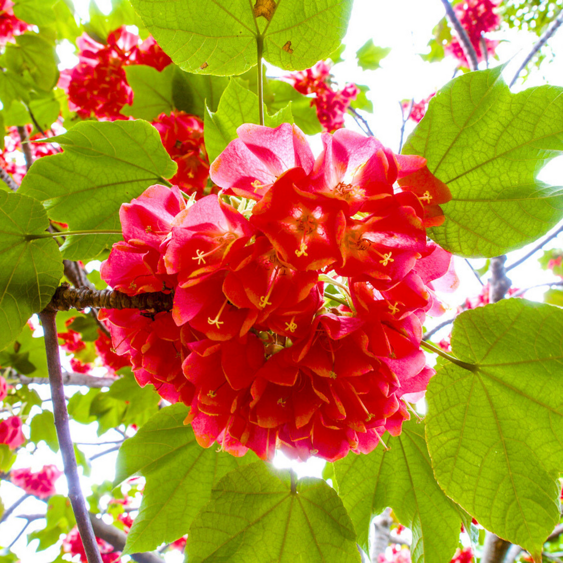 Strawberry Snowball (Dombeya cacuminum) Rare Flowering Live Plant