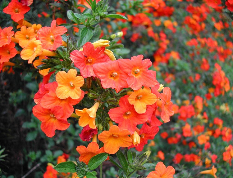 Marmalade Bush (Streptosolen jamesonii) Rare All Time Flowering Live Plant