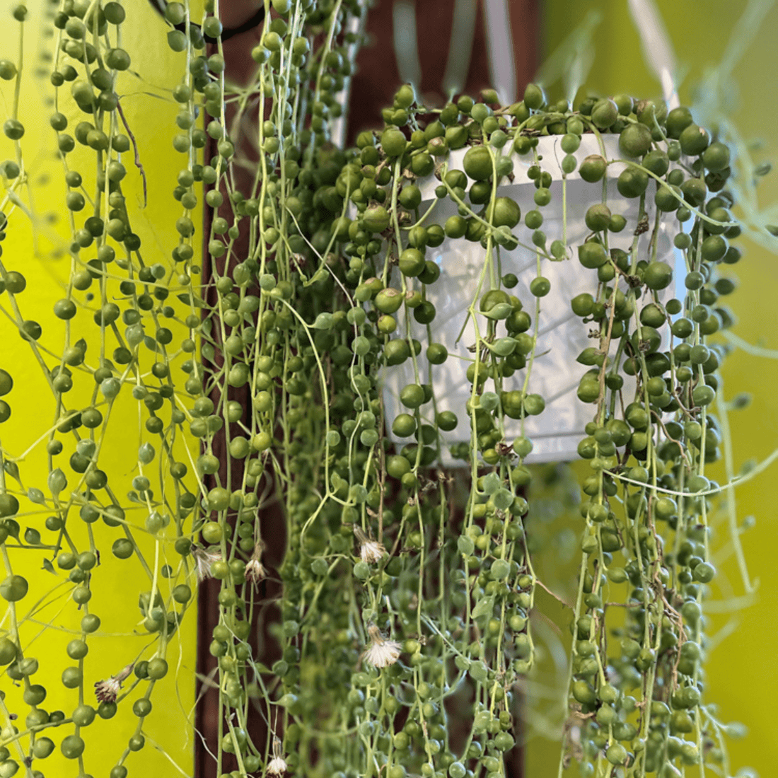 String of Pearls (Senecio rowleyanus) Succulent Live Plant