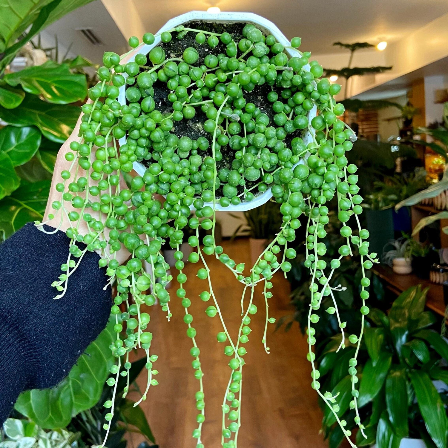 String of Pearls (Senecio rowleyanus) Succulent Live Plant