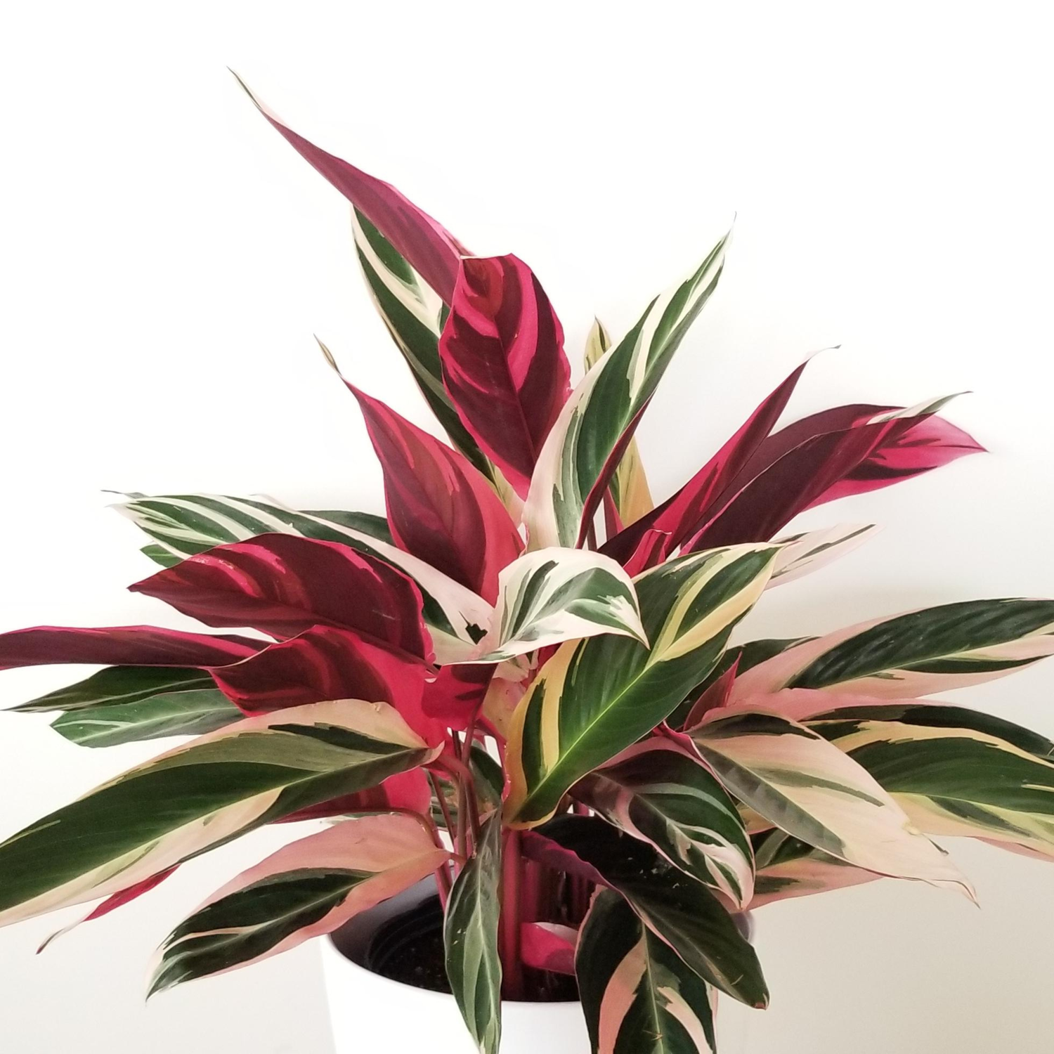 Stromanthe Triostar Indoor/Outdoor Live Plant