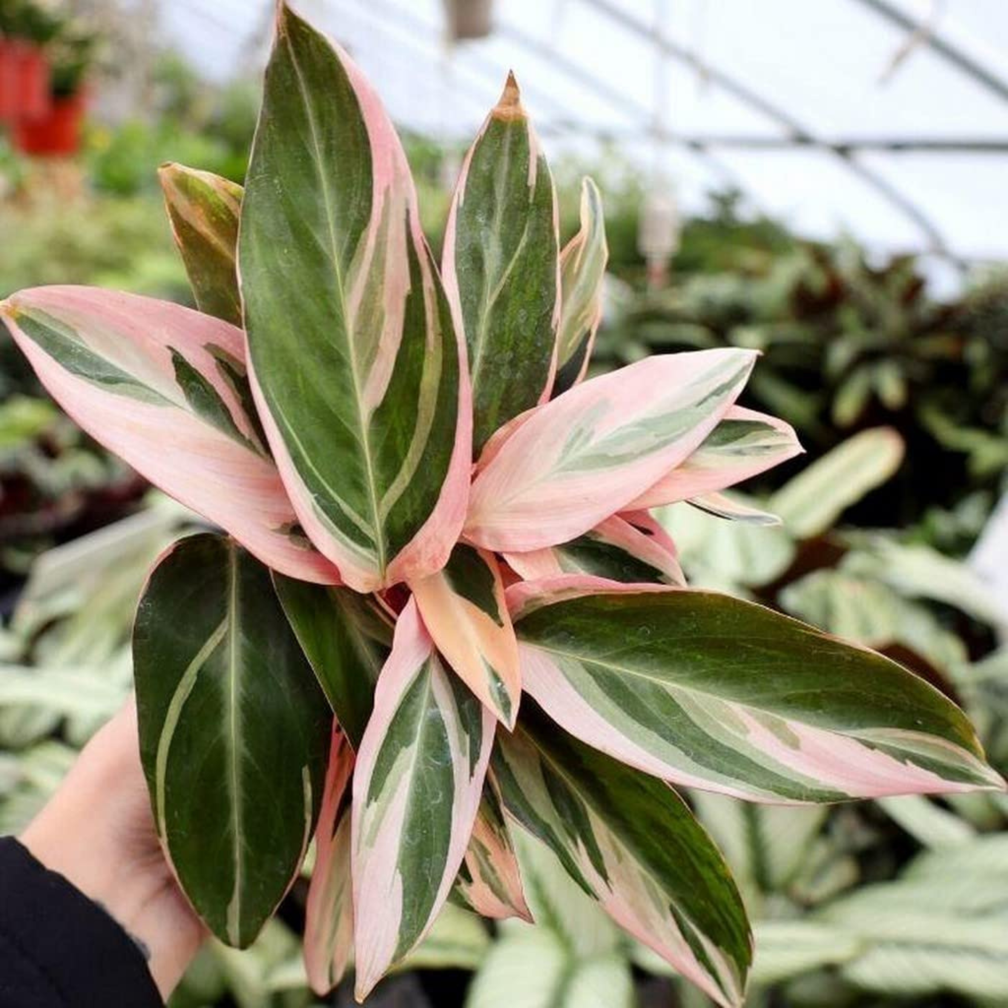 Stromanthe Triostar Indoor/Outdoor Live Plant