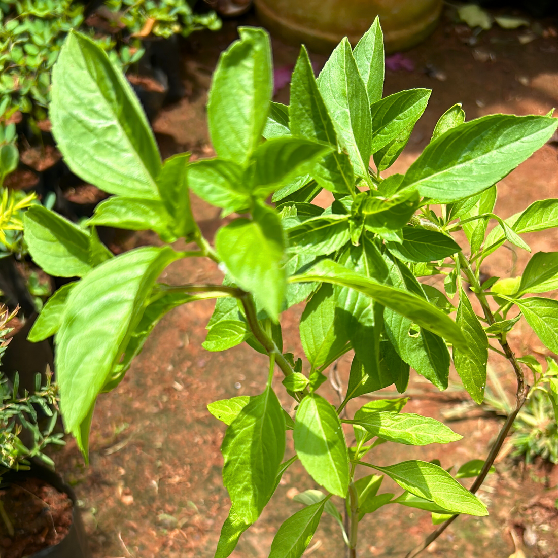 Sugandha Pepper Mint Medicinal Live Plant