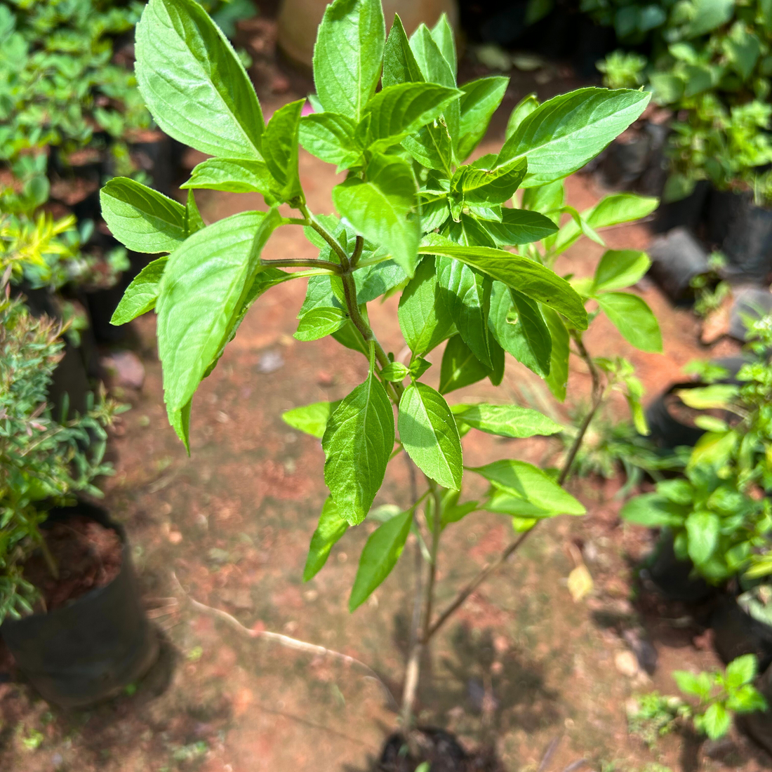 Sugandha Pepper Mint Medicinal Live Plant