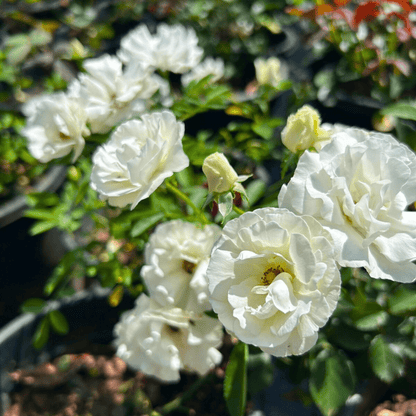 Summer Snow Rose Grafted Live Plant