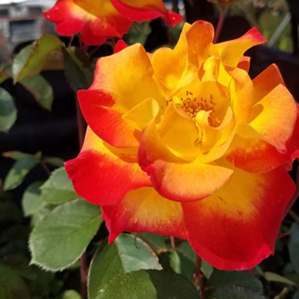Orange and Yellow Double Coloured Grafted Rose Live Plant