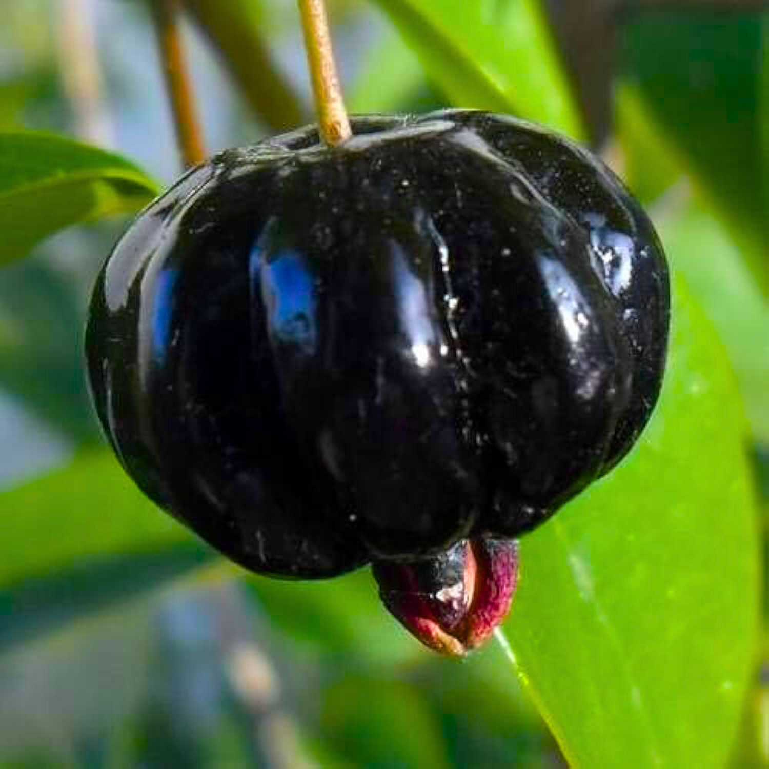 Surinam Cherry Black (Eugenia Uniflora) Fruit Live Plant