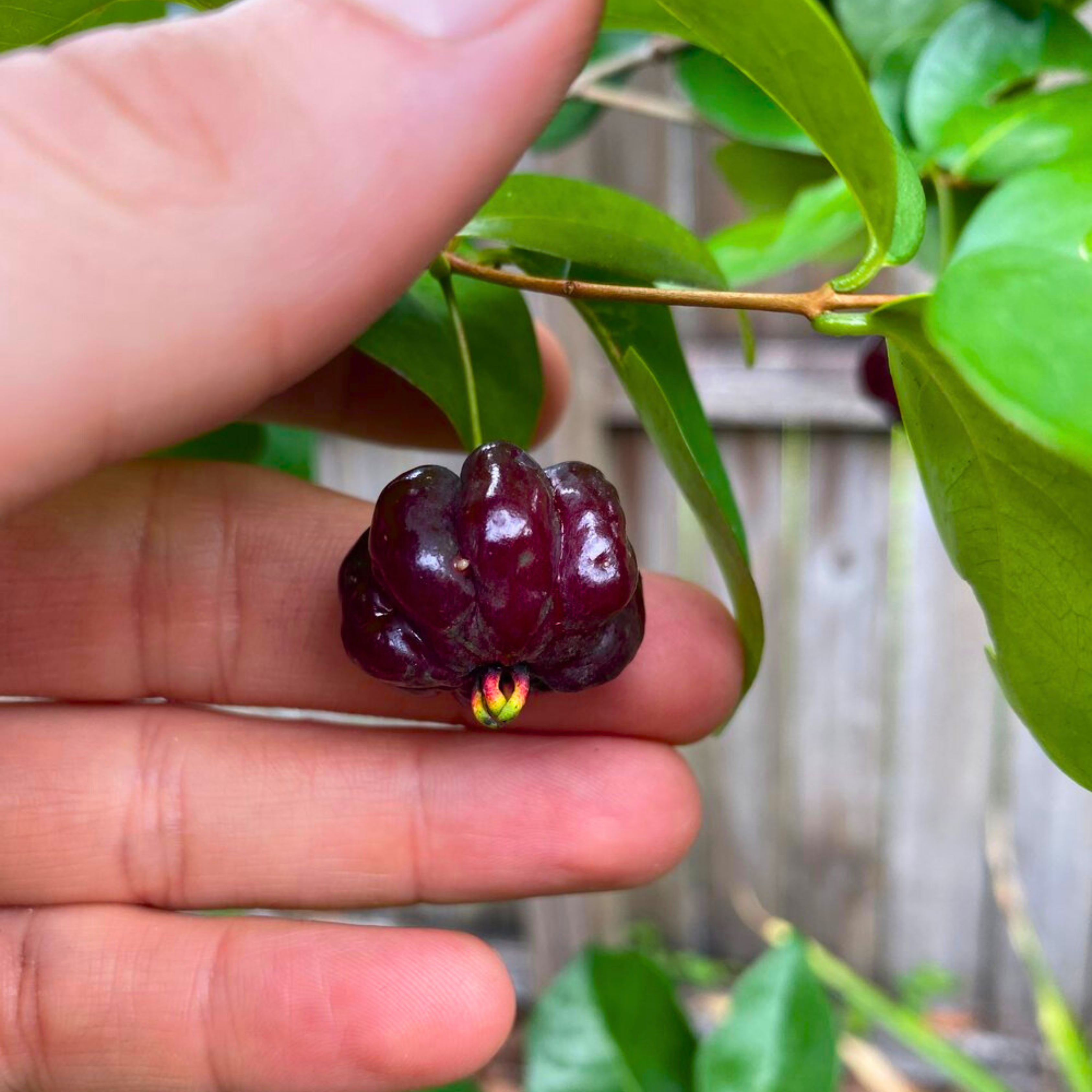 Surinam Cherry Black (Eugenia Uniflora) Fruit Live Plant