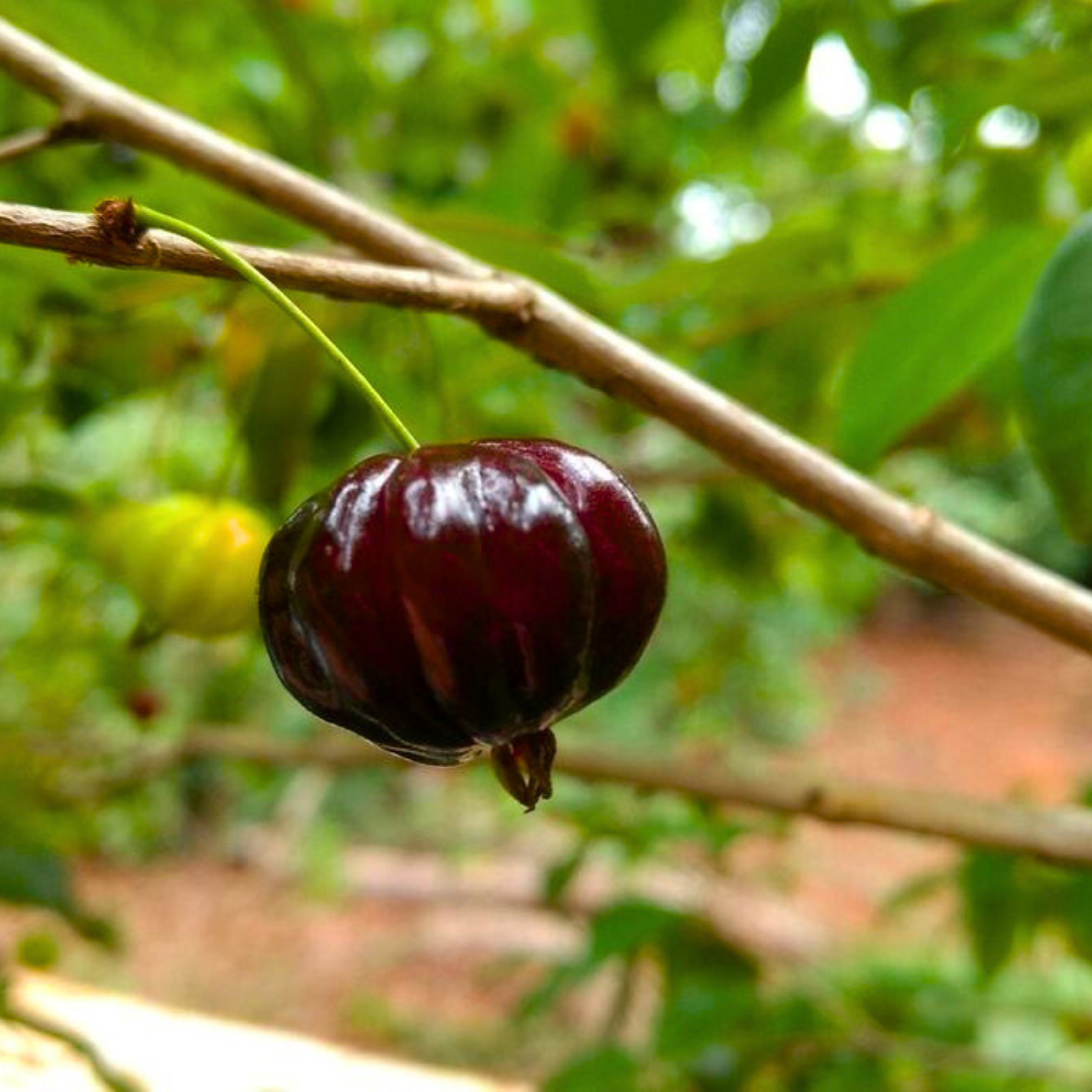 Surinam Cherry Black (Eugenia Uniflora) Fruit Live Plant