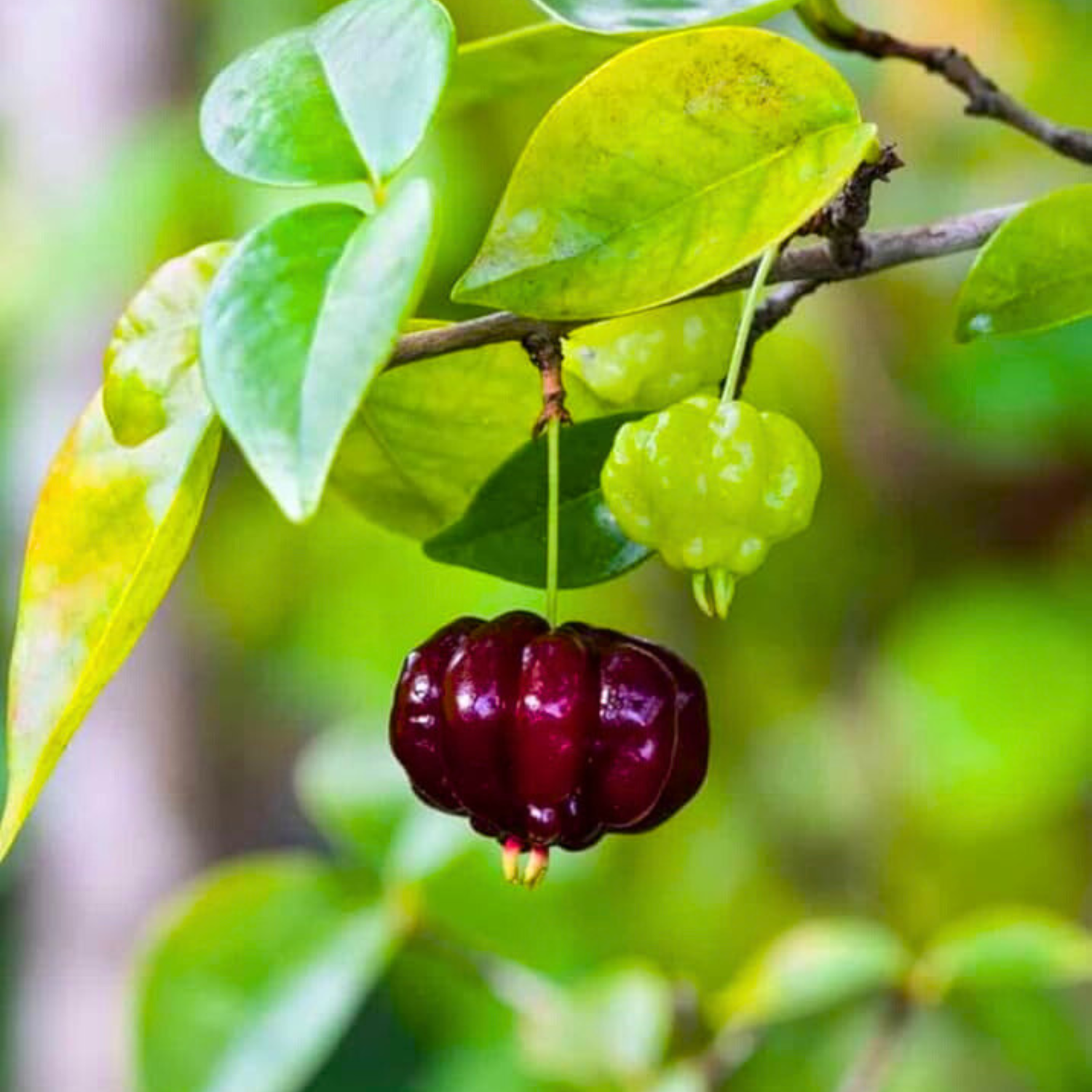 Surinam Cherry Black (Eugenia Uniflora) Fruit Live Plant