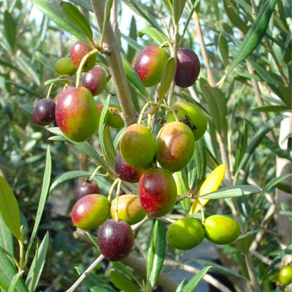 Sweet Ceylon Olive (Elaeocarpus Serratus) Live Plant